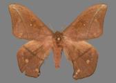 AZ26-0086R
